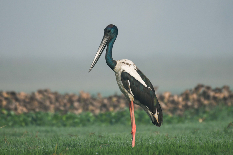 Birds